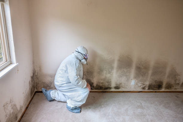 Best Mold Remediation for Specific Building Types in Novi, MI